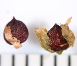   Fruits:   Persicaria nepalensis , achenes with persistant perianth; Photo by A. Margina, USDA APHIS PPQ, imageID.idtools.org
